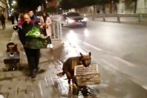 9年前收編的兩隻浪浪每天叼籃幫收攤　老伯伯突住院…牠們擔心到10天不吃不喝