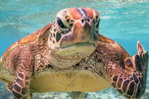 工讀生可以出來領錢了　8隻「姿勢很有既視感」的爆笑動物