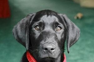 試養幾天覺得不太合想退回，看到前主人的信卻哽咽「我會好好照顧牠！」