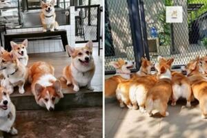 「小短腿店員」等你光臨泰國咖啡廳　餵食「12隻擠一團」基粉讚：史上最療癒❤