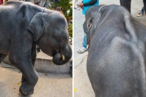 現實版「小飛象」一點也不快樂　不聽話要遭罰…音樂響起就被嚇到趕快跳舞