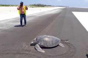 家鄉變機場…綠蠵龜返家只能「趴柏油路產卵」　網淚：牠不知道自己沒家了