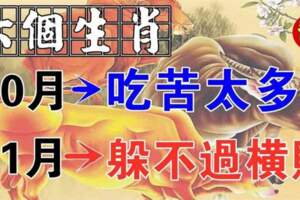 10月吃苦太多，11月躲不過橫財的生肖