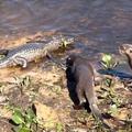 這隻水獺在岸邊突然襲擊河里的鱷魚，接下來一幕實在太驚心動魄了