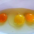 這三顆蛋中，哪一顆才是來自健康的雞？