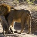 這頭獅子將一隻鬣狗咬住喉嚨，沒想接下來發生的一幕令人意想不到 ! !