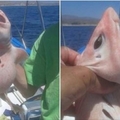 墨西哥漁民捕撈到奇怪「外星魚」時拍了照就把牠放回大海，最後得知真相卻讓他們嚇壞了！