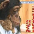 還記得《狗狗猩猩大冒險》的阿龐嗎？當年小龐因為咬傷了工作人員而突然消失，長大後的牠現在竟然過著這樣的生活!