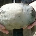 他們在海邊撿到一顆「超級臭的大石頭」，仔細一看才驚覺竟然是「這個東西」，真是賺翻了！