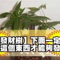 【發財樹】下面一定要放這個東西才能夠發財！難怪我種了那麼多發財樹都發財不到！！