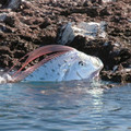 台灣沙灘驚見海龍王「地震魚」活體呈現！！