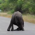 小象突然在馬路上倒地不起，接下來的畫面令所有司機都願等久一點......