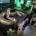 地球歷史上最大的蟒蛇：泰坦巨蟒，竟然以鱷魚為食......體重竟達1134 公斤....