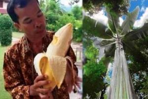 吃驚！ 吃過香蕉，但是吃過這麼巨型的香蕉嗎？