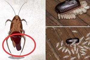 蟑螂一次產卵數百隻，你家床底一定有！「幾招」消滅蟑螂卵，必學神秘招式！