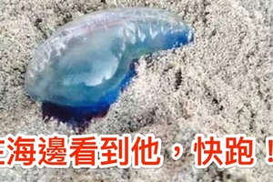 速傳！在海邊看到「這個東西」就要快點跑！沒跑的，有人殘了有人死了，真的好恐怖！