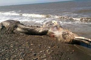 海灘驚現怪獸屍體 網友:是變異還是史前生物