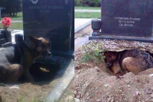 一隻狗狗在墳墓上挖出一個洞穴，老是窩藏在這不願離去，但在這裡長眠的並不是牠的主人...當挖開墓穴後，這個畫面把動保人員驚呆了...