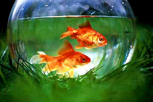 風生水起，財源廣進，你魚缸裡的魚養對了嗎？挑對魚缸、選好魚，整個人的運勢都改變了！