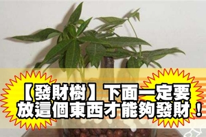 【發財樹】下面一定要放這個東西才能夠發財！難怪我種了那麼多發財樹都發財不到！！