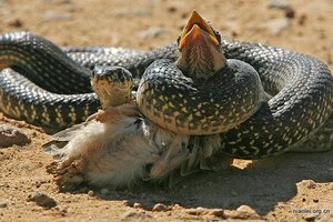 蛇吃了小鳥,母鳥報仇,與1.6米長蛇對戰12分鐘,最終…全世界都看哭了。