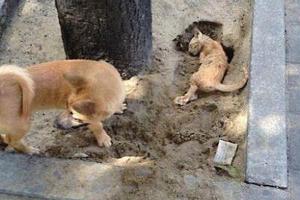 目睹好朋友貓咪慘死，小狗拚命刨坑，挖好坑後的一幕，讓路人淚奔