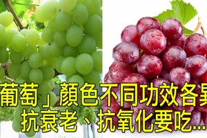 90%人都白吃了！「葡萄」顏色對應不同功效！抗氧化跟抗衰老應該吃「這一種」！