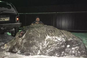俄羅斯獵人去打獵竟然碰到一個「巨型怪物」，開槍將其打倒後才知道是.....居然有535公斤， 肩高1.7米！！