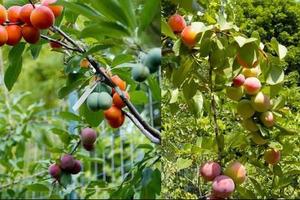 一棵果樹嫁接出40種水果，你見過嗎？