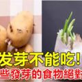 除了土豆，還有什麼發芽的食物絕對不能吃？