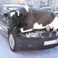 「來停車場牽個車，然後我就笑翻啦！」這些不請自來的爆笑動物....每張都讓人完全融化！