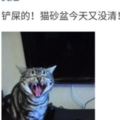 如果貓咪也有朋友圈