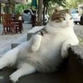 這隻在土耳其超有名的貓咪突然去世，傷心的在地人決定隆重為牠打造一個超有意義的雕像！
