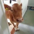 「Hi~你洗完澡啦～」出浴室門看到牛來迎接就知道完蛋，這兩隻闖空門的牛...真的讓看的人都笑翻！