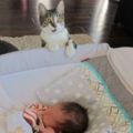 這隻貓咪由於沒收到主人的通知，因此當牠第一次看見家裡冒出的新生寶寶時…牠的表情太有戲了！