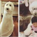 「可愛小女孩和寵物貴賓犬」歡樂的日常照片，把網友們都萌得不要不要的！