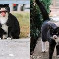 這隻黑白貓不僅胖得可愛，而且還超凶，尤其是那小黑下巴更顯機靈！網友：多凶看著都覺得可愛