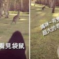 30種「可愛小動物們的第一次體驗」爆笑場景，它們超療愈的反應會讓你瞬間升天！