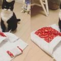 網友給貓咪買了個新床被，中途去了廁所，再回來一看笑到噴淚！