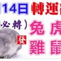 12月14日生肖運勢_兔、虎、羊大吉