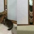 三隻貓貓一直往門縫裡偷看，過去一看發現...主子們乖~不要打擾人家！