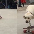 滑板車玩的比人還溜，這隻拉布拉多犬還是狗狗嗎？太厲害啦！