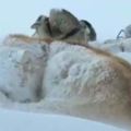 這些人生活在北極，一場大雪把狗狗都埋了，挖了半天才找到
