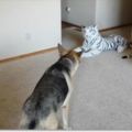 德牧發現家裡來了一隻「老虎」，被嚇得到處躲，這表情亮了!
