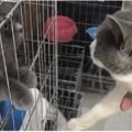 網友在寵物店看中一隻貓，准備帶走的時候，見證了貓咪間的深情&偷襲成功的貓咪，打懵你沒商量！