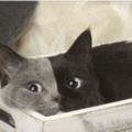 激萌！罕見「雙色臉」貓咪長大了，無辜大眼睛秒擄獲人心！
