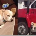主人突然暈倒送去急救，救護車狂飆32公裡才發現狗狗竟然坐在車門踏板！拼了命也要陪主人！