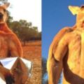 聽完這兩只澳洲最紅的袋鼠猛男故事，我10多年來幻想中袋鼠是很可愛討喜的形象瞬間破滅了！