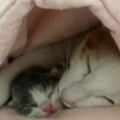 貓咪跑到床上生產，帶著小奶貓鑽在被窩裡，鏟屎官：那我睡哪？