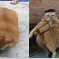 橘貓胖到超過20公斤被主人鏈在牆上！怕牠繼續亂吃笑翻網友：這貓肯定惹不起！